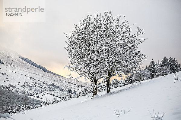 Zwei Bäume auf einem schneebedeckten Hang in den Silvermine Mountains in Tipperary im Winter; Grafschaft Tipperary  Irland