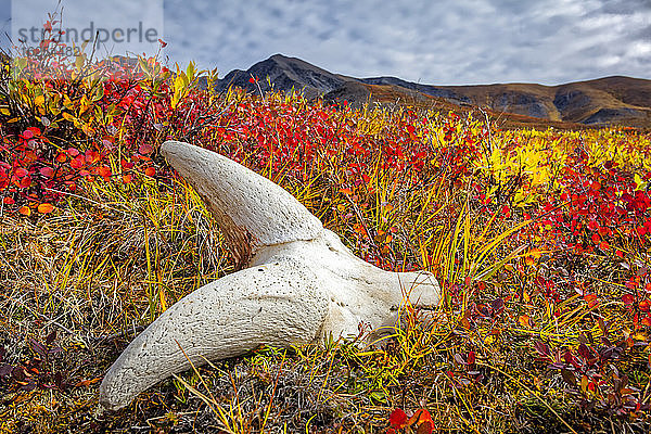 Dall Sheeps Schädel auf herbstfarbener Tundra  im Hintergrund die Brooks Mountains. Tore des Arktischen Nationalparks und Naturschutzgebietes  Arktisches Alaska im Herbst; Alaska  Vereinigte Staaten von Amerika