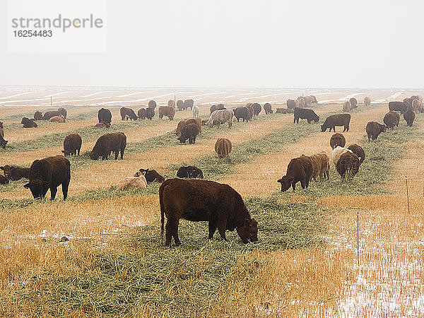 Viehbestand - Gemischte Rassen von Fleischkühen und Stieren weiden im Winter auf einem schneebedeckten Gerstenfeld. Die Rinder sind von einem elektrischen Drahtzaun eingeschlossen / Alberta  Kanada.
