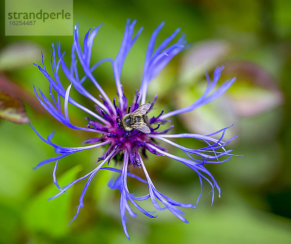 Einzigartige blühende Blume in einem Garten  in dem ein Insekt bestäubt; Surrey  Britisch-Kolumbien  Kanada