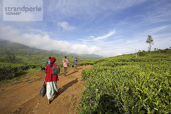 Lehrkräfte auf dem Weg zur Arbeit in der Teeplantage