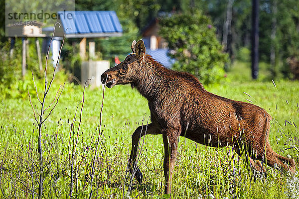 Junge Elche (Alces alces) beim Grasspaziergang  Kenai-Halbinsel  Süd-Zentral-Alaska im Sommer; Ninilchik  Alaska  Vereinigte Staaten von Amerika