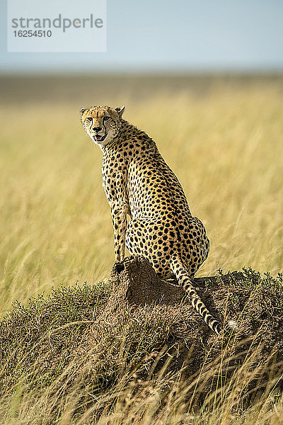 Porträt eines Geparden (Acinonyx jubatus)  der auf einem Termitenhügel in der Savanne sitzt und in die Kamera zurückblickt; Tansania