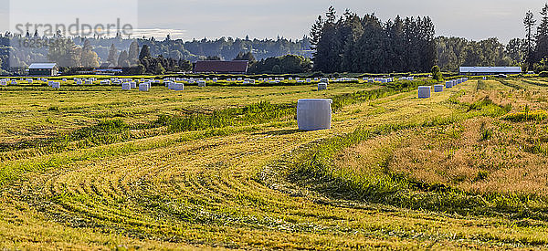 Ackerland mit umwickelten Heuballen auf dem unteren Festland von BC; Langley  Britisch-Kolumbien  Kanada