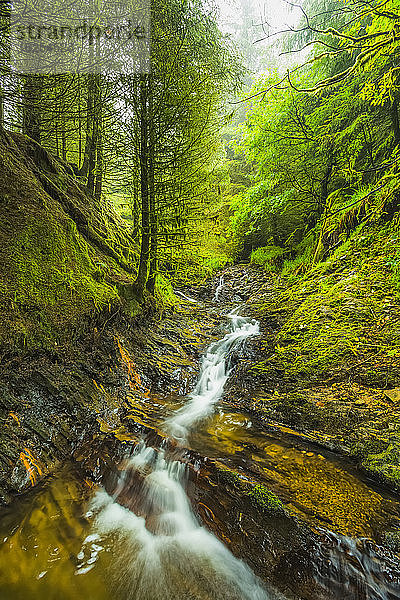 Kleiner Bach  der durch einen grünen Wald auf dem Keeper Hill in Tipperary fließt; Grafschaft Tipperary  Irland