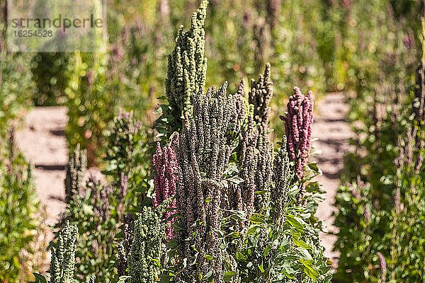 Plantage Quinoa; Provinz Nor Lipez  Abteilung Potosi  Bolivien