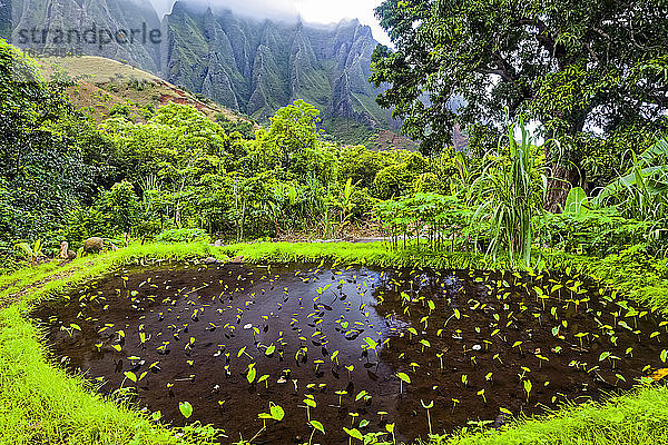 Taro-Feld mit tropischen Pflanzen im Kalalau-Tal  mit zerklüfteten Bergen im Hintergrund  Na Pali Coast State Park; Kauai  Hawaii  Vereinigte Staaten von Amerika