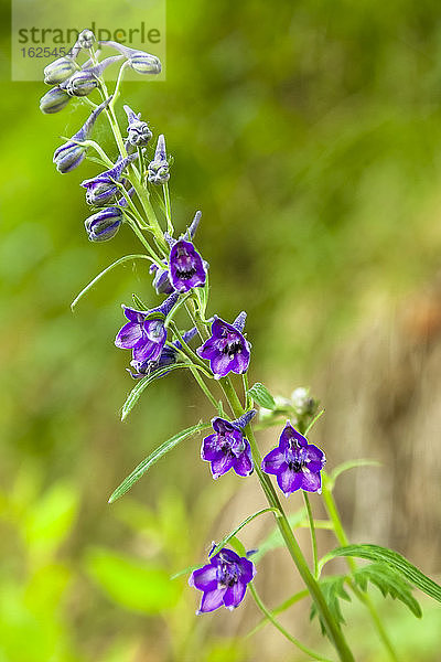 Rittersporn (Delphinium glaucum)  Chugach State Park  Chugach Mountains  Süd-Zentral-Alaska im Sommer; Alaska  Vereinigte Staaten von Amerika