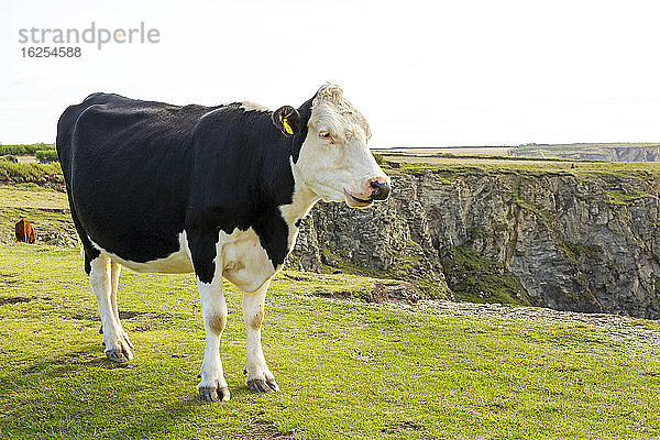 Eine Kuh auf einem grasbewachsenen  felsigen Bergrücken; Grafschaft Cornwall  England