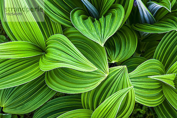 Nahaufnahme von False Hellebore  Chugach National Forest  Kenai-Halbinsel  Süd-Zentral-Alaska im Sommer; Seward  Alaska  Vereinigte Staaten von Amerika