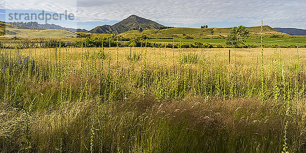 Grüne Gräser auf den Feldern der Südinsel Neuseelands; Wanaka  Otago Region  Südinsel  Neuseeland