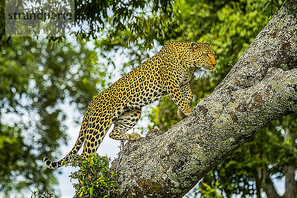 Afrikanischer Leopard (Panthera pardus)  der auf einen Ast steigt und nach vorne schaut; Kenia