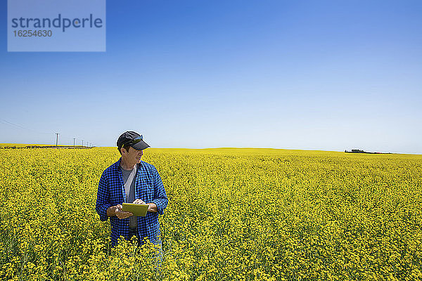 Bauer  der mit einer Tablette auf einem Rapsfeld steht und den Ertrag kontrolliert; Alberta  Kanada