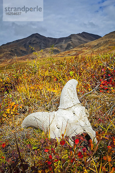 Dall Sheeps Schädel auf herbstfarbener Tundra  im Hintergrund die Brooks Mountains. Tore des Arktischen Nationalparks und Naturschutzgebietes  Arktisches Alaska im Herbst; Alaska  Vereinigte Staaten von Amerika