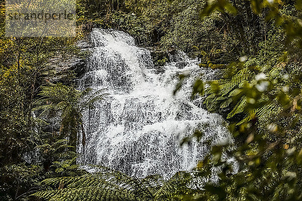 Hopetoun Falls; Buchenwald  Victoria  Australien