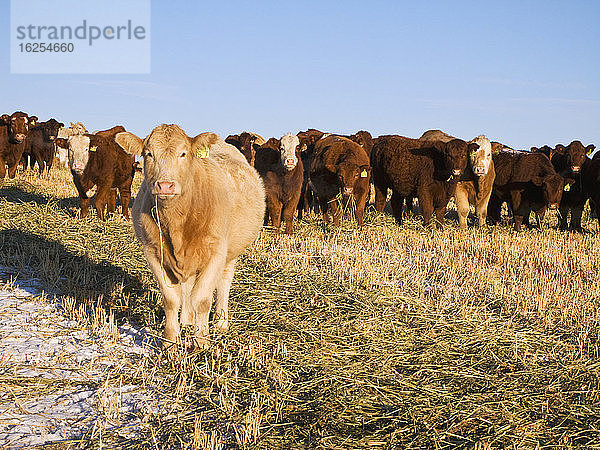 Viehbestand - Gemischte Rassen von Fleischkühen auf einem schneebedeckten Herbst/Winter-Gerstenfeld / Alberta  Kanada.