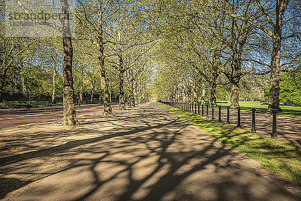 Green-Park-Radweg zur morgendlichen Rush-Hour während der nationalen Abriegelung  Covid-19-Weltpandemie; London  England