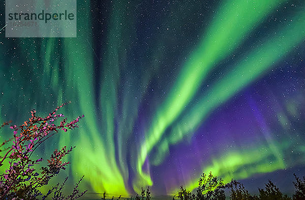 Leuchtendes Polarlicht tanzt über dem Taylor Highway mit herbstlich gefärbtem Laub  Inneres Alaska im Herbst; Alaska  Vereinigte Staaten von Amerika