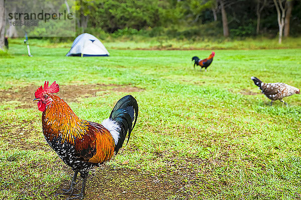 Zeltcamping zwischen wilden Hühnern  Koke'e State Park Campground; Kauai  Hawaii  Vereinigte Staaten von Amerika