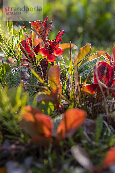 Die Herbstfarben beginnen sich zu verändern  wenn die Bärentraubenpflanze (Arctostaphylos) rote Beeren auf der Tundra trägt  Arctic National Wildlife Refuge  Brooks Range; Alaska  Vereinigte Staaten von Amerika