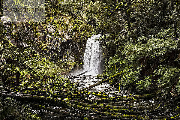 Hopetoun Falls; Buchenwald  Victoria  Australien