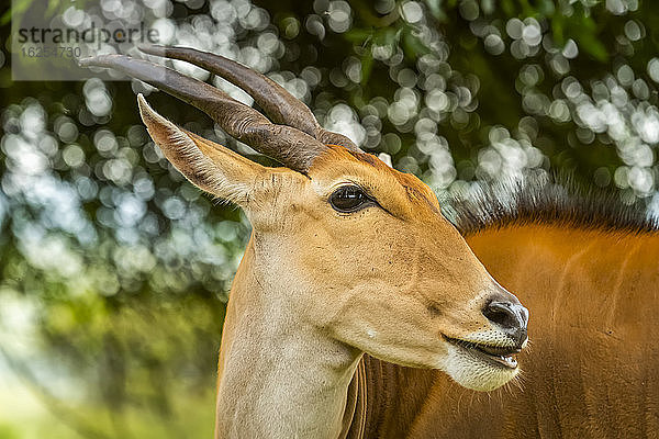 Nahaufnahme-Porträt einer gemeinen Elenantilope (Taurotragus oryx) mit nach rechts gerichtetem Kopf; Kenia