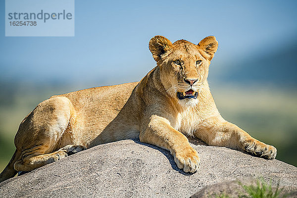 Löwin (Panthera leo)  die auf einem Felsen im hellen Sonnenschein liegt; Tansania