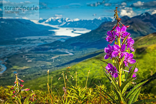 Feuerkraut (Chamaenerion angustifolium) blüht auf einem Hügel der Chugach-Berge  mit dem Knik-Gletscher im Hintergrund. Chugach State Park  Süd-Zentral-Alaska im Sommer; Palmer  Alaska  Vereinigte Staaten von Amerika