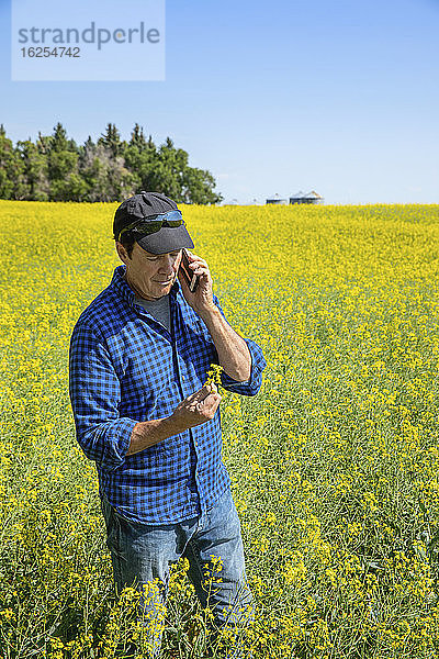 Landwirt steht mit einem Smartphone auf einem Rapsfeld und inspiziert den Ertrag; Alberta  Kanada