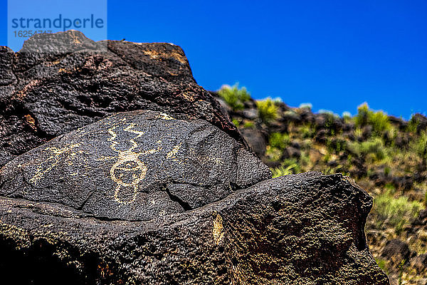 Petroglyphen auf Vulkangestein mit Salbeibusch im Piedras-Marcadas-Canyon  Petroglyphen-Nationaldenkmal an einem sonnigen Frühlingsnachmittag; Albuquerque  New Mexico  Vereinigte Staaten von Amerika