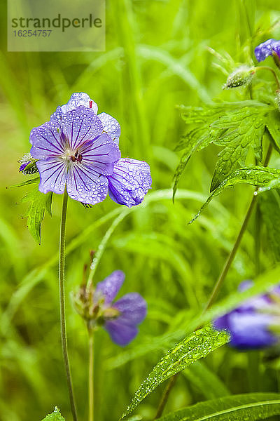 Wildgeranie (Geranium maculatum)  Chugach-Gebirge  Chugach State Park  Süd-Zentral-Alaska im Sommer; Alaska  Vereinigte Staaten von Amerika