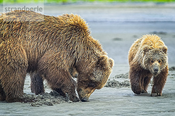 Bär (Ursus arctos) bei der Besichtigung des Hallo-Bay-Camps. Eine Sau und ihre beiden Jungen jagen nach Muscheln  während sie auf die Ankunft von Lachsen in den örtlichen Bächen warten; Alaska  Vereinigte Staaten von Amerika