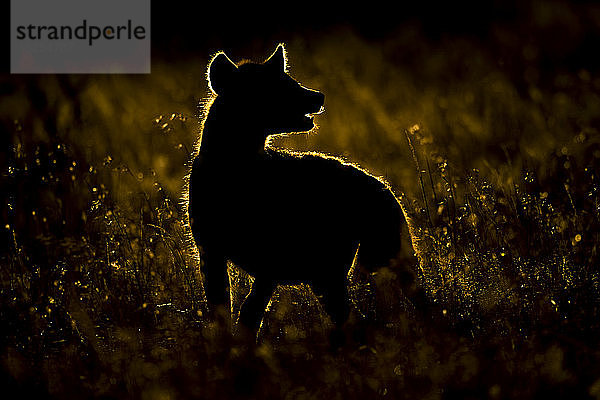 Silhouette einer Tüpfelhyäne (Crocuta Crocuta) im Gras  die über die Schulter schaut; Klien's Camp  Tansania