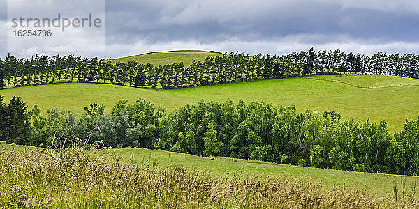 Satte grüne Felder in einer hügeligen Landschaft  die durch Baumreihen und Zäune gegliedert ist; Neuseeland