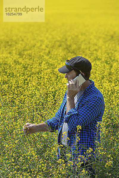 Landwirt steht mit einem Smartphone auf einem Rapsfeld und inspiziert den Ertrag; Alberta  Kanada