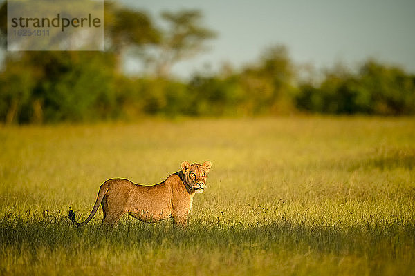 Löwin (Panthera leo)  die im langen Gras der Savanne steht und mit dem Kopf in die Ferne blickt; Tansania