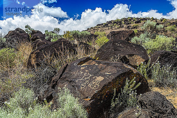 Petroglyphen auf Vulkangestein  umgeben von Salbeibüschen im Piedras-Marcadas-Canyon  Petroglyphen-Nationaldenkmal an einem sonnigen Frühlingsnachmittag; Albuquerque  New Mexico  Vereinigte Staaten von Amerika