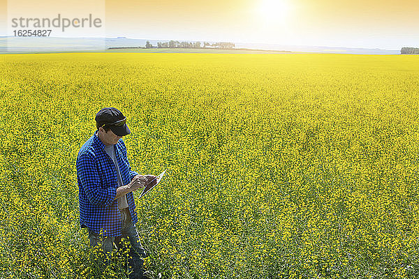 Landwirt steht mit einer Tablette in einem Rapsfeld und prüft den Ertrag bei Sonnenaufgang; Alberta  Kanada