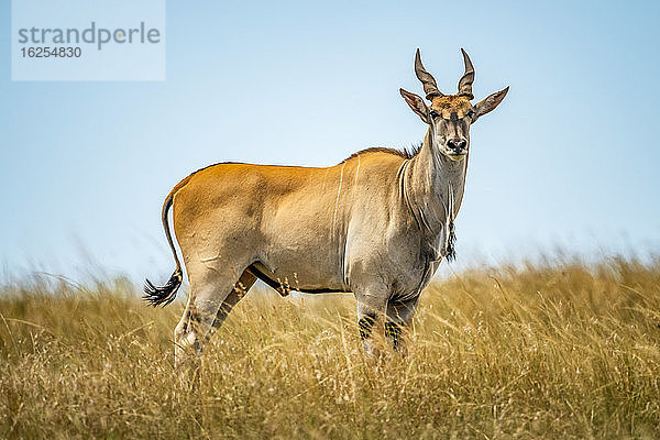 Porträt einer im langen Gras der Savanne stehenden männlichen Gewöhnlichen Elenantilope (Taurotragus oryx); Tansania