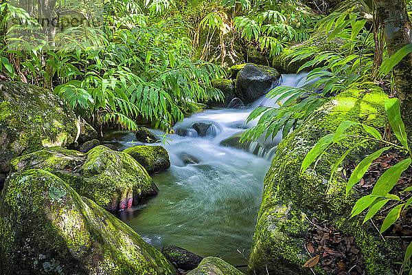 Kaskaden des Kalalau-Stromes im tropischen Regenwald  Kalalau-Tal  Na Pali Coast State Park; Kauai  Hawaii  Vereinigte Staaten von Amerika