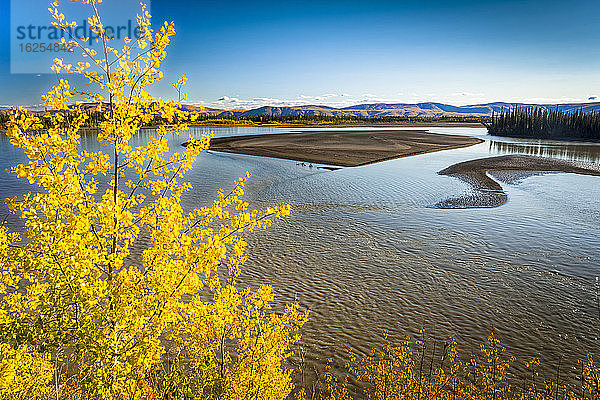 Leuchtend gelbe Birke am Tanana River  Ostalaska im Herbst; Tok  Alaska  Vereinigte Staaten von Amerika