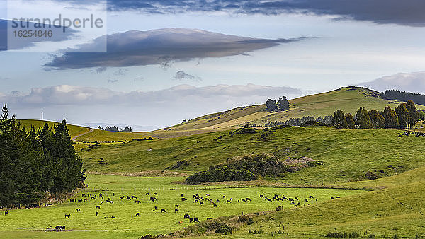 Eine große Kuhherde grast auf einer Weide im saftigen Gras; Lumsden  Southland Region  Neuseeland