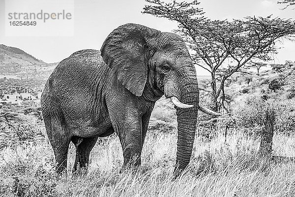 Schwarz-Weiß-Aufnahme eines afrikanischen Buselefanten (Loxodonta africana) beim Spaziergang in der Savanne; Tansania