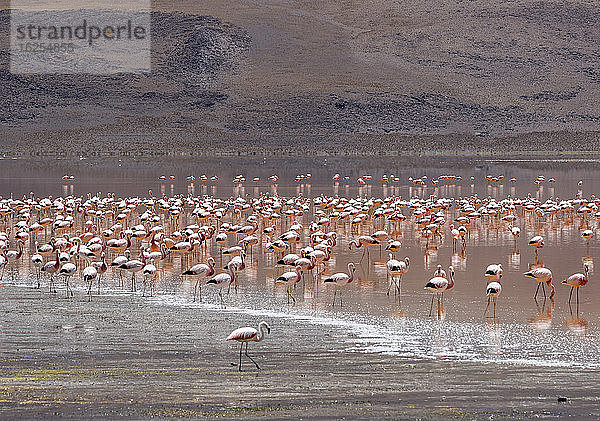 Flamingos an der Laguna Colorada  Eduardo-Avaroa-Nationalpark; Abteilung Potosi  Bolivien