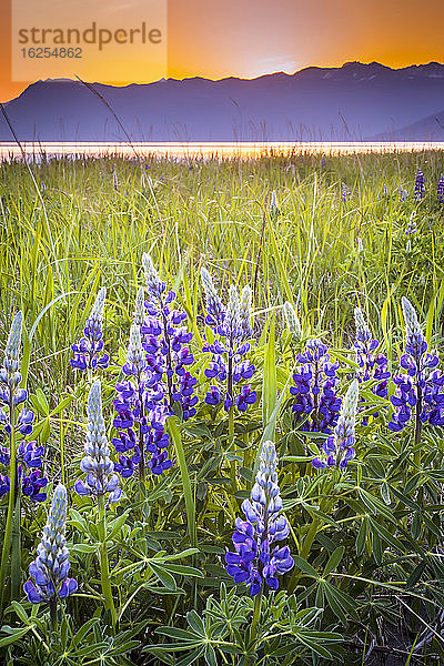 Nahaufnahme der Blüten der Lupine (Lupinus arcticus) in einem Feld bei Sonnenuntergang  Turnagain Arm of Cook Inlet und Chugach Mountains im Hintergrund  Süd-Zentral-Alaska im Sommer; Portage  Alaska  Vereinigte Staaten von Amerika