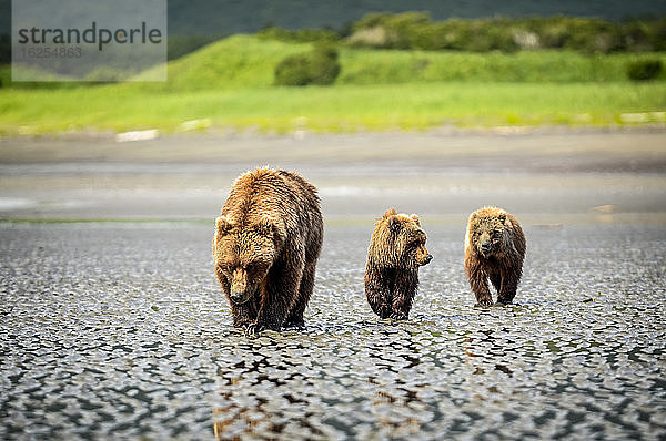 Bär (Ursus arctos) bei der Besichtigung des Hallo-Bay-Camps. Eine Sau und ihre beiden Jungen jagen nach Muscheln  während sie auf die Ankunft von Lachsen in den örtlichen Bächen warten; Alaska  Vereinigte Staaten von Amerika