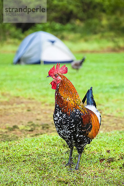 Zeltcamping zwischen wilden Hühnern  Koke'e State Park Campground; Kauai  Hawaii  Vereinigte Staaten von Amerika