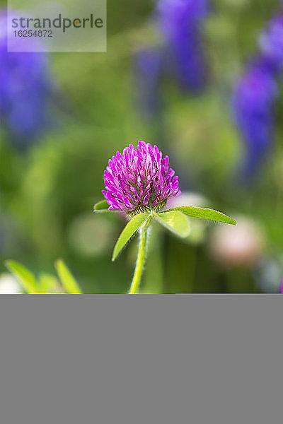 Nahaufnahme einer rosa Wildblume auf einer Wiese; Surrey  British Columbia  Kanada