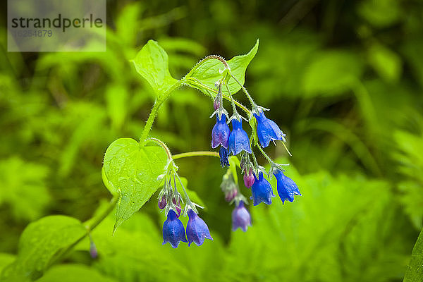 Hasenglöckchen (Hyazinthoides)  Chugach State Park  Süd-Zentral-Alaska im Sommer; Alaska  Vereinigte Staaten von Amerika