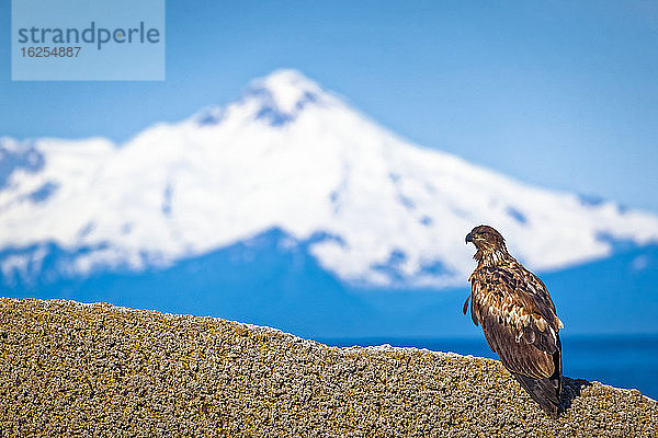 Steinadler (Aquila chrysaetos) auf Felsen mit Blick auf den Mount Redoubt  Kenai-Halbinsel  Süd-Zentral-Alaska im Sommer; Ninilchik  Alaska  Vereinigte Staaten von Amerika